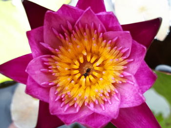 Close-up of pink flower