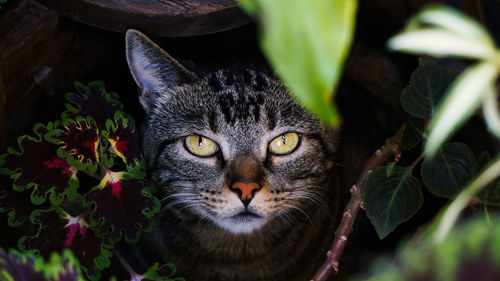 Close-up portrait of a cat