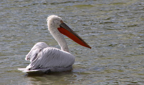 Swan in lake