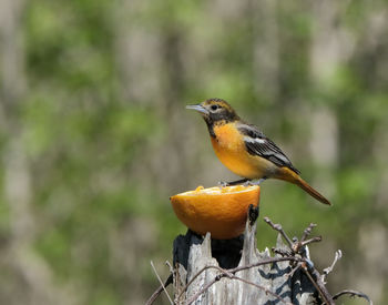 Close-up of bird perching on a tree