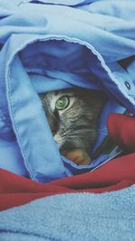 Close-up of cat lying on bed