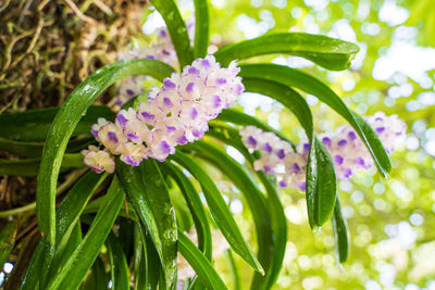 Close-up of purple flowering plant