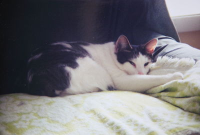Cat sleeping on sofa