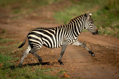 Plains zebra lifts hoof crossing over track