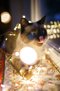 Close-up of cat with illuminated lights