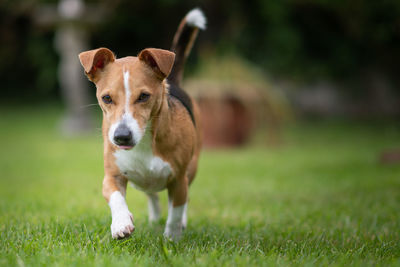 Portrait of dog running on field