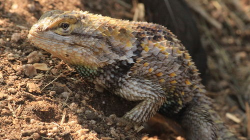 Close-up of lizard