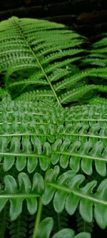 Close-up of wet leaves