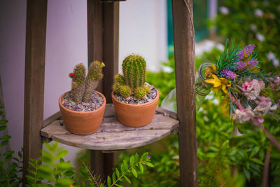 Close-up of potted plant