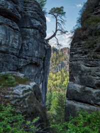 Low angle view of rocks and trees in forest