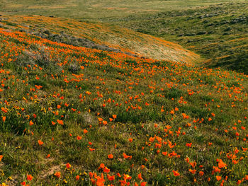 Scenic view of flowering plants on field