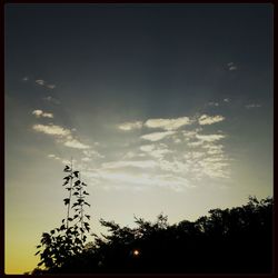 Low angle view of silhouette trees against sky at sunset