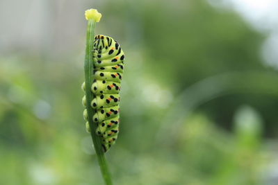 Close-up of butterfly on plant