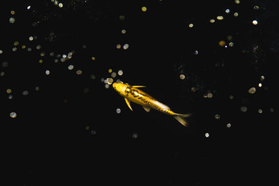 Close-up of fish swimming in sea