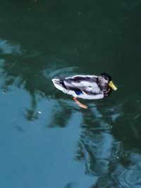 High angle view of duck swimming in lake