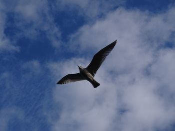 Low angle view of bird flying against sky