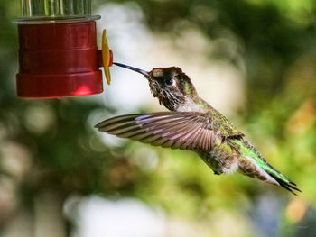 Close-up of hummingbird flying