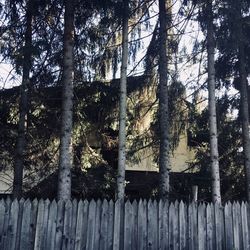 Low angle view of trees in forest