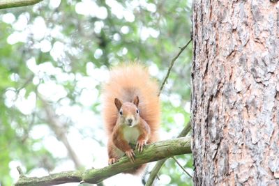 Portrait of squirrel on tree