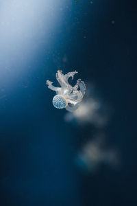 Close-up of jellyfish against blue background