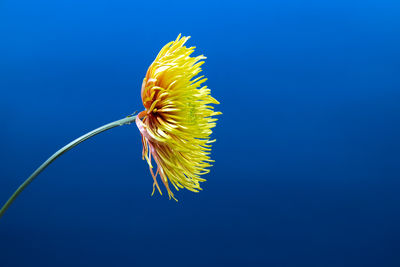 Yellow aster flower against deep blue vivid background. . minimal spring concept.aesthetic blooming