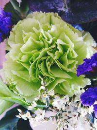 High angle view of flowering plant