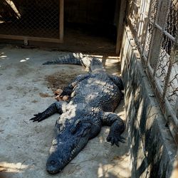 High angle view of crocodile in zoo