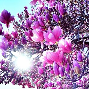 Low angle view of pink flowers blooming on tree