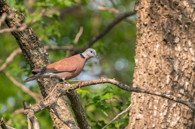 Bird perching on tree