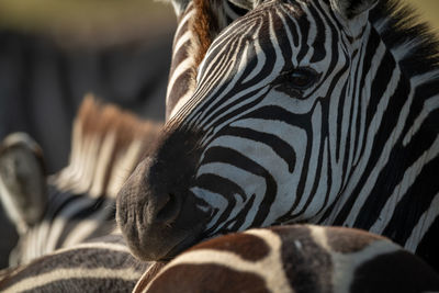 Close-up of zebras