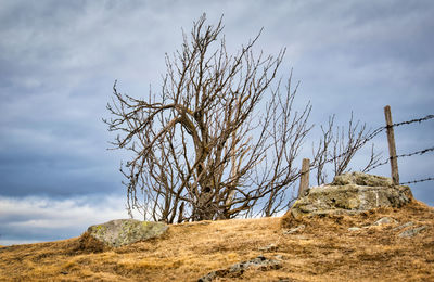 Low angle view of bare tree against sky