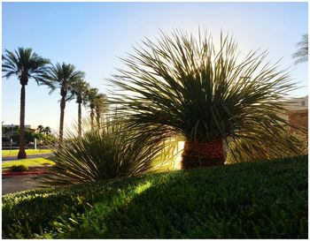 Palm trees against clear sky