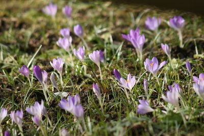 Close-up of purple flowers blooming in field