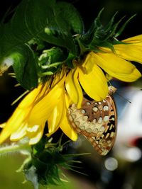 Close-up of yellow flower