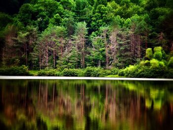 Reflection of trees in lake