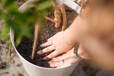 Cropped hand of person gardening