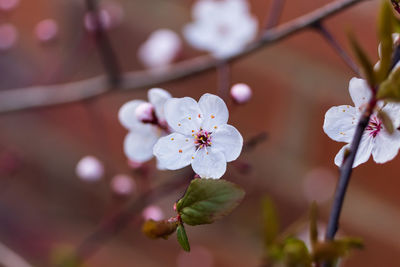 Close-up of white cherry blossoms in spring