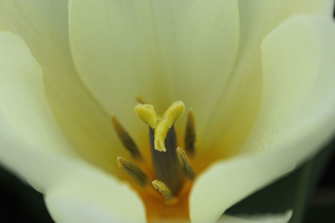 CLOSE-UP OF FRESH YELLOW ROSE FLOWER IN BLOOM