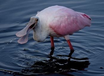 Spoonbill at lake