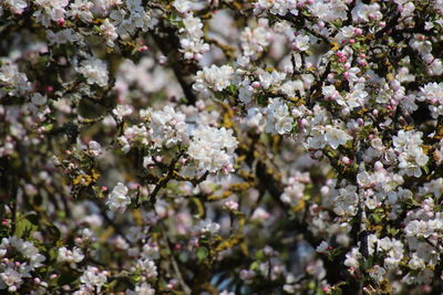 Close-up of white cherry blossoms in spring