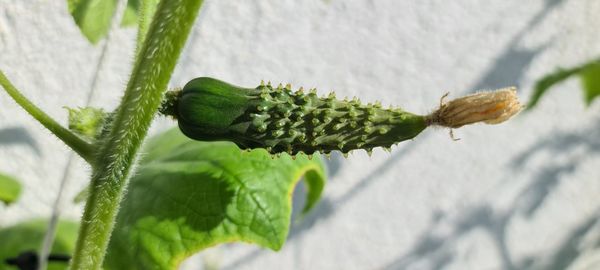Close-up of flower buds growing outdoors