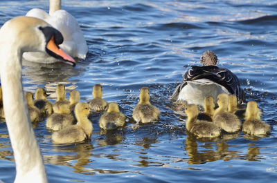 Swans, goslings and goose swimming in lake