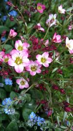 High angle view of flowers blooming in spring