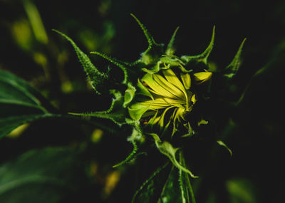 Close-up of yellow flowering plant