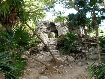 Old ruin and trees