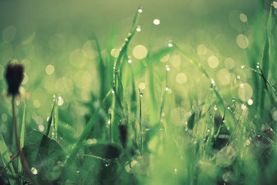 Close-up of wet grass on field during rainy season