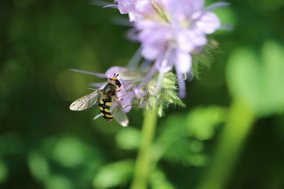 Close-up of butterfly pollinating on purple flower