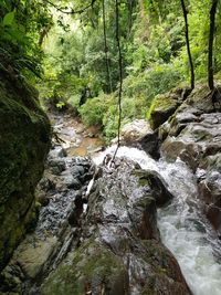 River flowing through forest