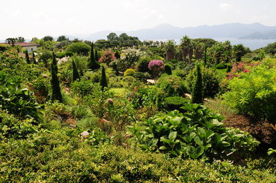 Plants growing on field against sky