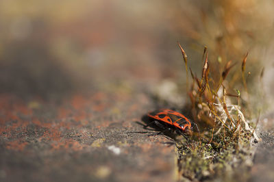 Close-up of ladybug on land